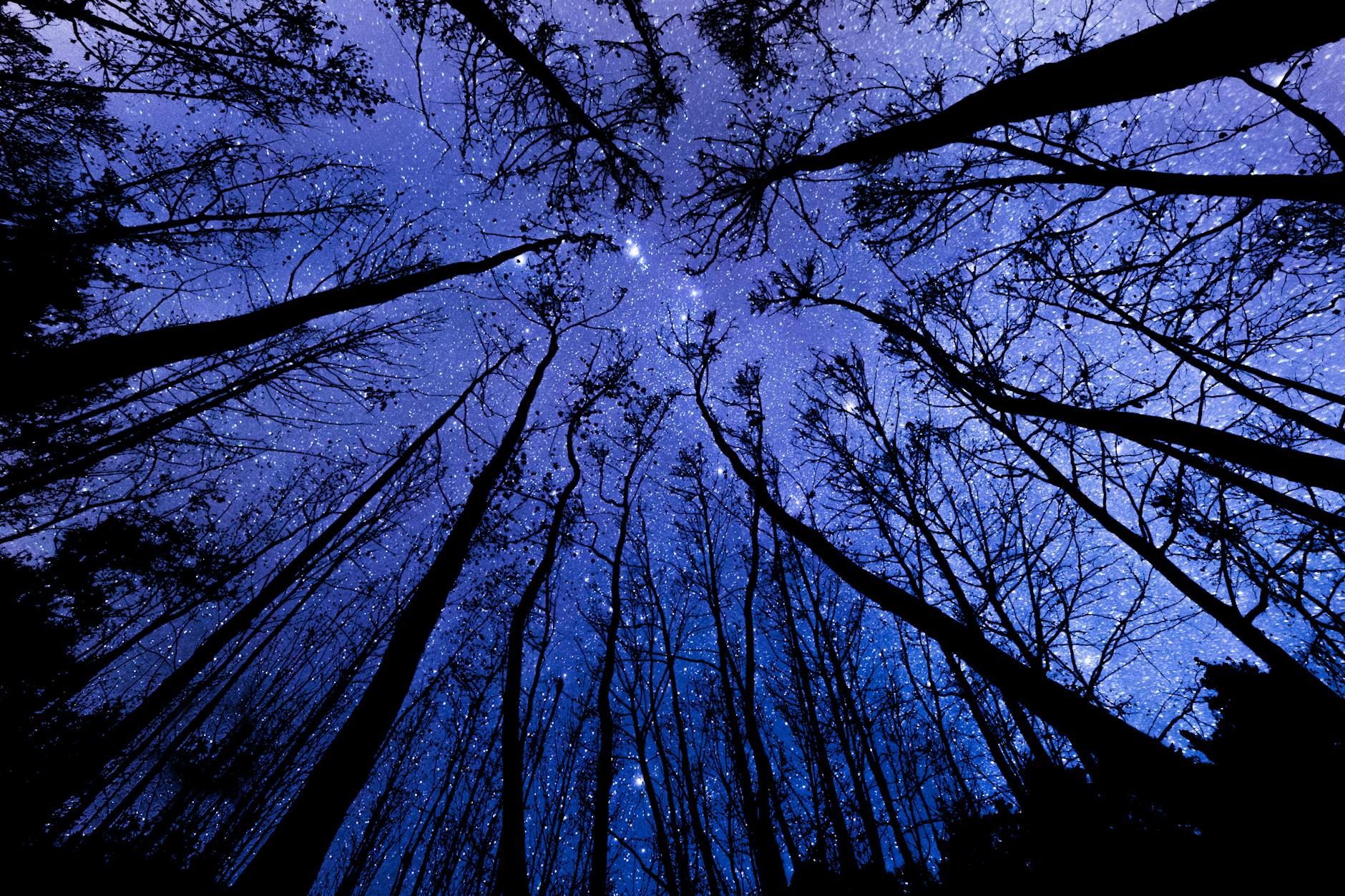 low angle shot of forest trees at night